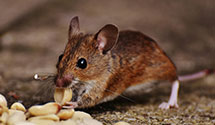 24 Hour & Emergency Exterminators in Chumstick, WA